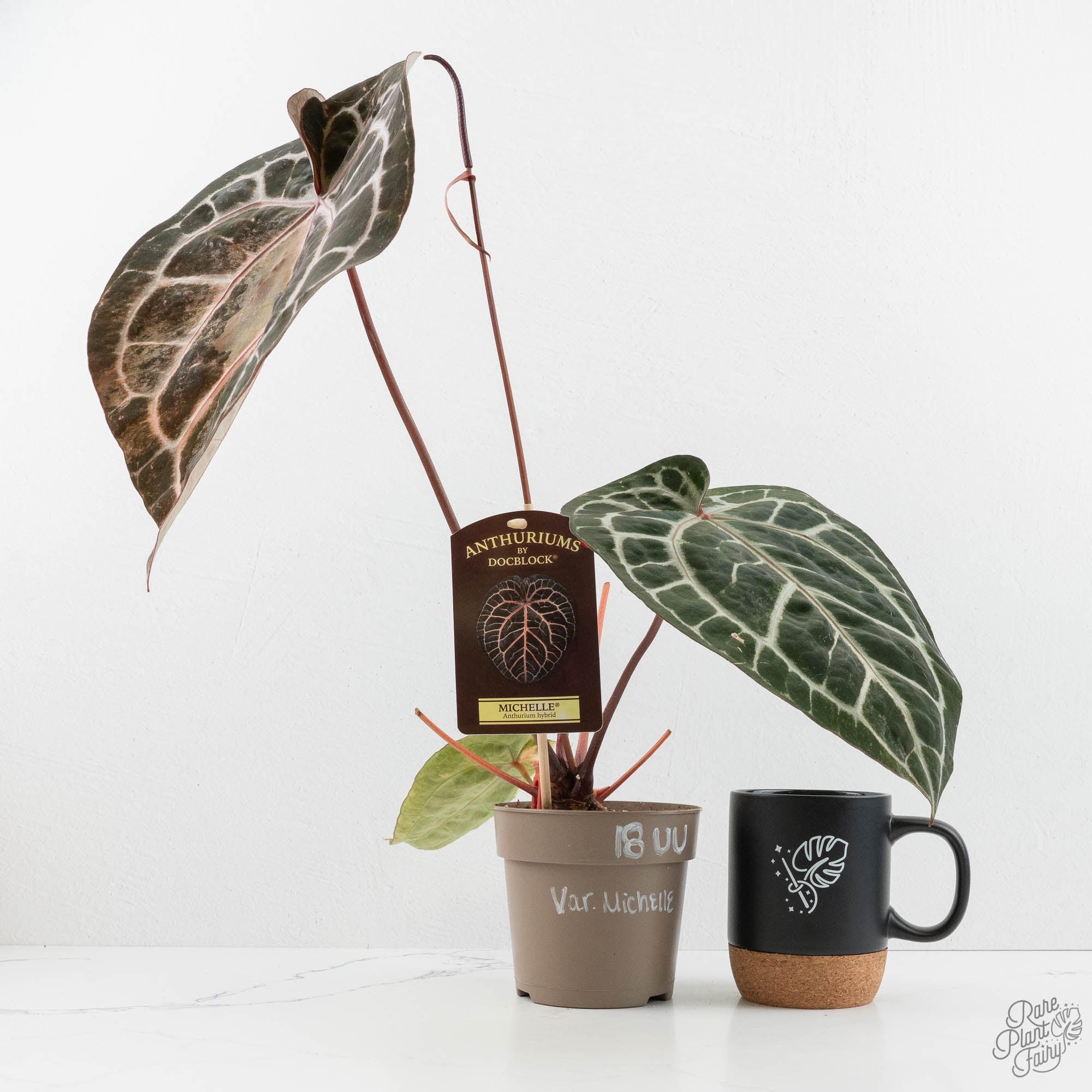 Variegated Anthurium 'Michelle' by DocBlock® (wk18-UU) – Rare