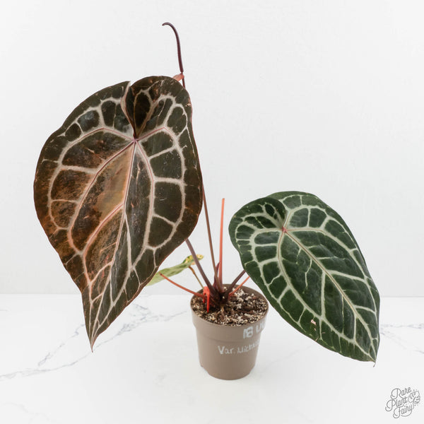 Variegated Anthurium 'Michelle' by DocBlock® (wk18-UU) – Rare