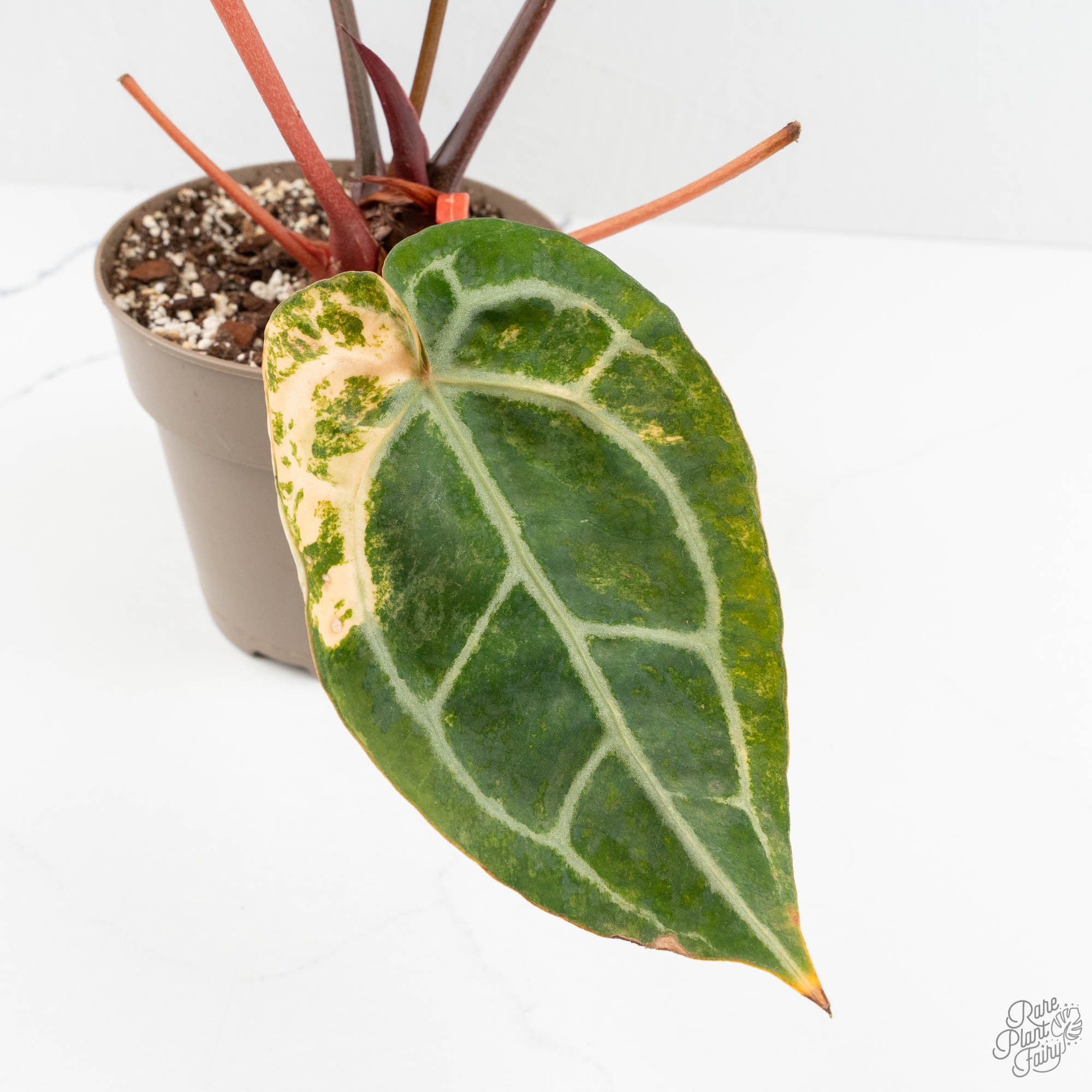 Variegated Anthurium 'Michelle' by DocBlock® (wk18-UU) – Rare