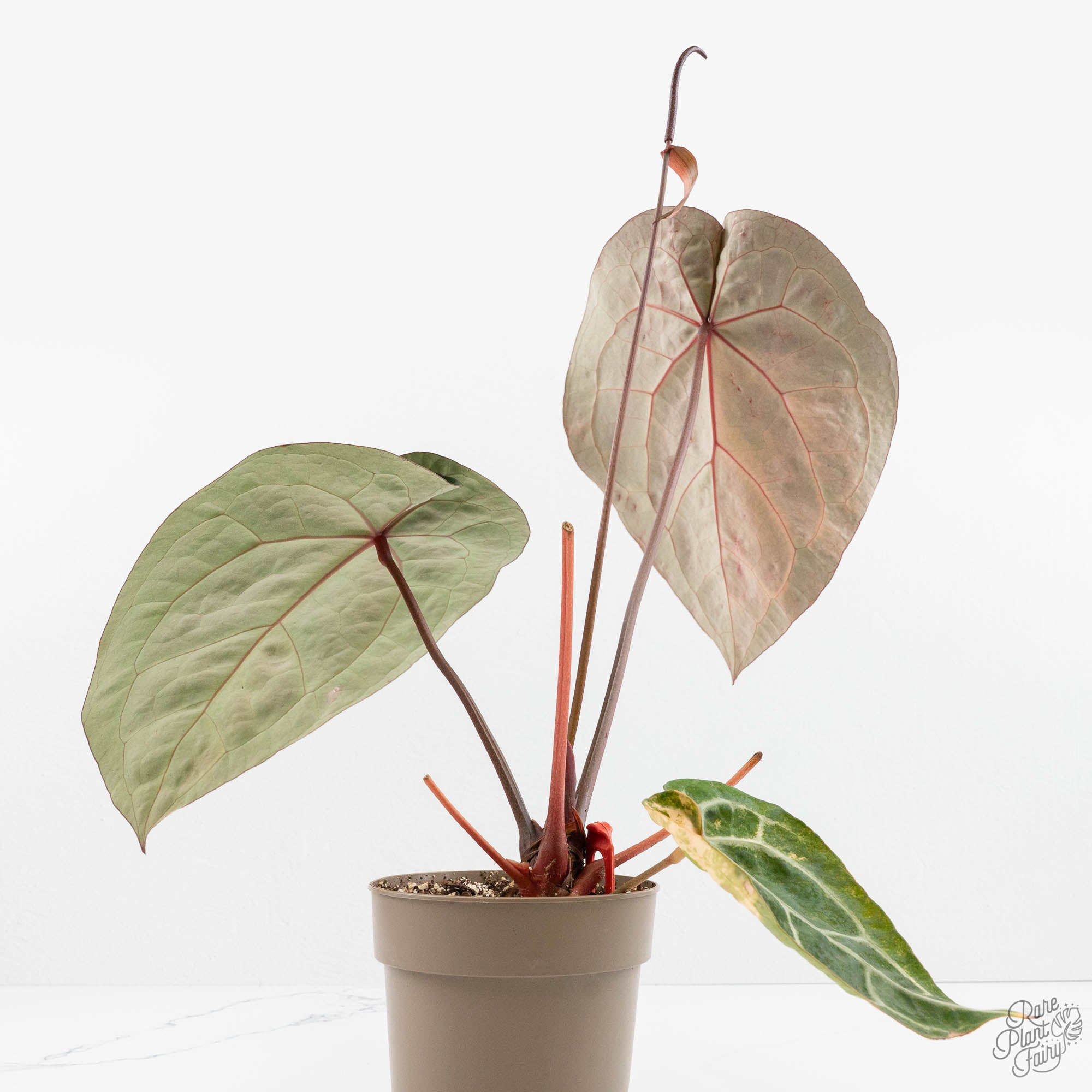 Variegated Anthurium 'Michelle' by DocBlock® (wk18-UU) – Rare