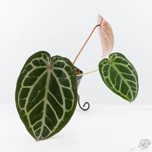 Anthurium Michelle '1' x Purple Rain '27' by DocBlock® (wk21-R)