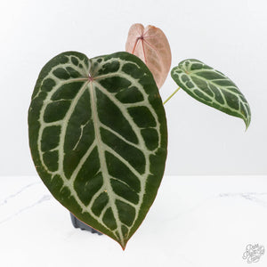 Anthurium Michelle '1' x Purple Rain '27' by DocBlock® (wk21-R)