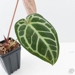 Anthurium Michelle '1' x Purple Rain '27' by DocBlock® (wk21-R)