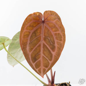 Anthurium Michelle '1' x Purple Rain '27' by DocBlock® (wk21-R)