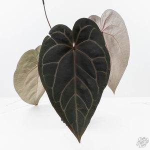 Anthurium Michelle '1' x Red Velvet Cake '24' by DocBlock® (wk22-L)