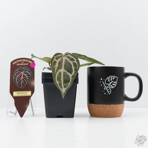 Anthurium 'Michelle' by DocBlock®  (wk22-N) *Mutated Veins*