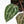 Anthurium 'Michelle' by DocBlock®  (wk22-N) *Mutated Veins*