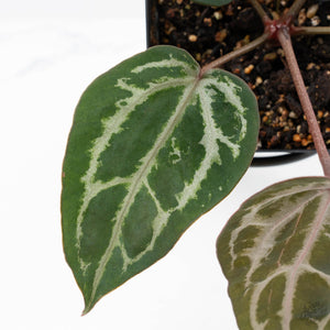 Anthurium 'Michelle' by DocBlock®  (wk22-N) *Mutated Veins*