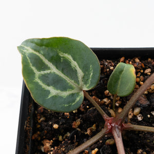 Anthurium 'Michelle' by DocBlock®  (wk22-N) *Mutated Veins*
