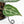 Anthurium 'Michelle' by DocBlock®  (wk22-N) *Mutated Veins*