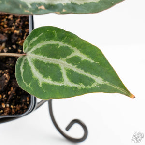 Anthurium 'Michelle' by DocBlock®  (wk22-N) *Mutated Veins*