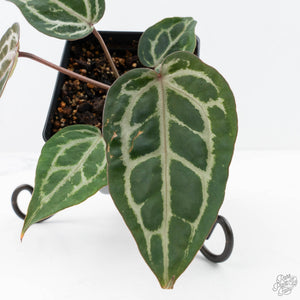 Anthurium 'Michelle' by DocBlock®  (wk22-N) *Mutated Veins*
