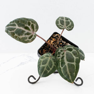 Anthurium 'Michelle' by DocBlock® - Blister variegation (wk32-P)