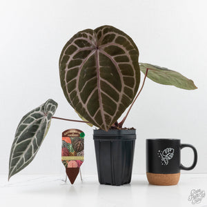 Anthurium Michelle Hot Pink '23' x Zara '14' by DocBlock® (wk26-J)