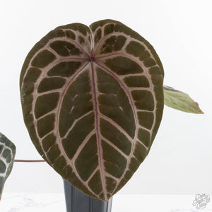 Anthurium Michelle Hot Pink '23' x Zara '14' by DocBlock® (wk26-J)