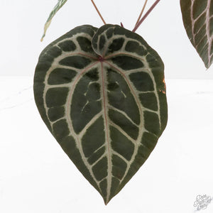 Anthurium Michelle Hot Pink '23' x Zara '14' by DocBlock® (wk26-J)