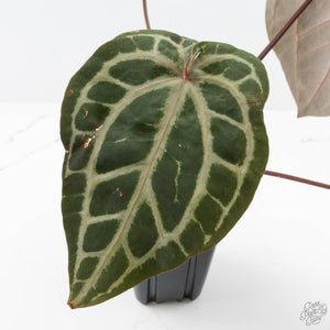 Anthurium Michelle Hot Pink '23' x Zara '14' by DocBlock® (wk26-J)