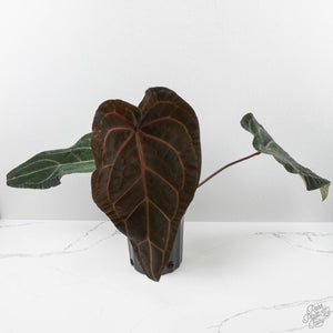 Anthurium Michelle Hot Pink '23' x Red Velvet Cake '24' by DocBlock (wk40-L335)