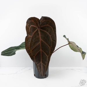 Anthurium Michelle Hot Pink '23' x Red Velvet Cake '24' by DocBlock (wk40-L335)