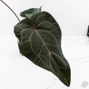 Anthurium Michelle Hot Pink '23' x Red Velvet Cake '24' by DocBlock (wk40-L335)