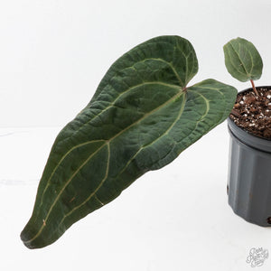 Anthurium Michelle Hot Pink '23' x Red Velvet Cake '24' by DocBlock (wk40-L335)
