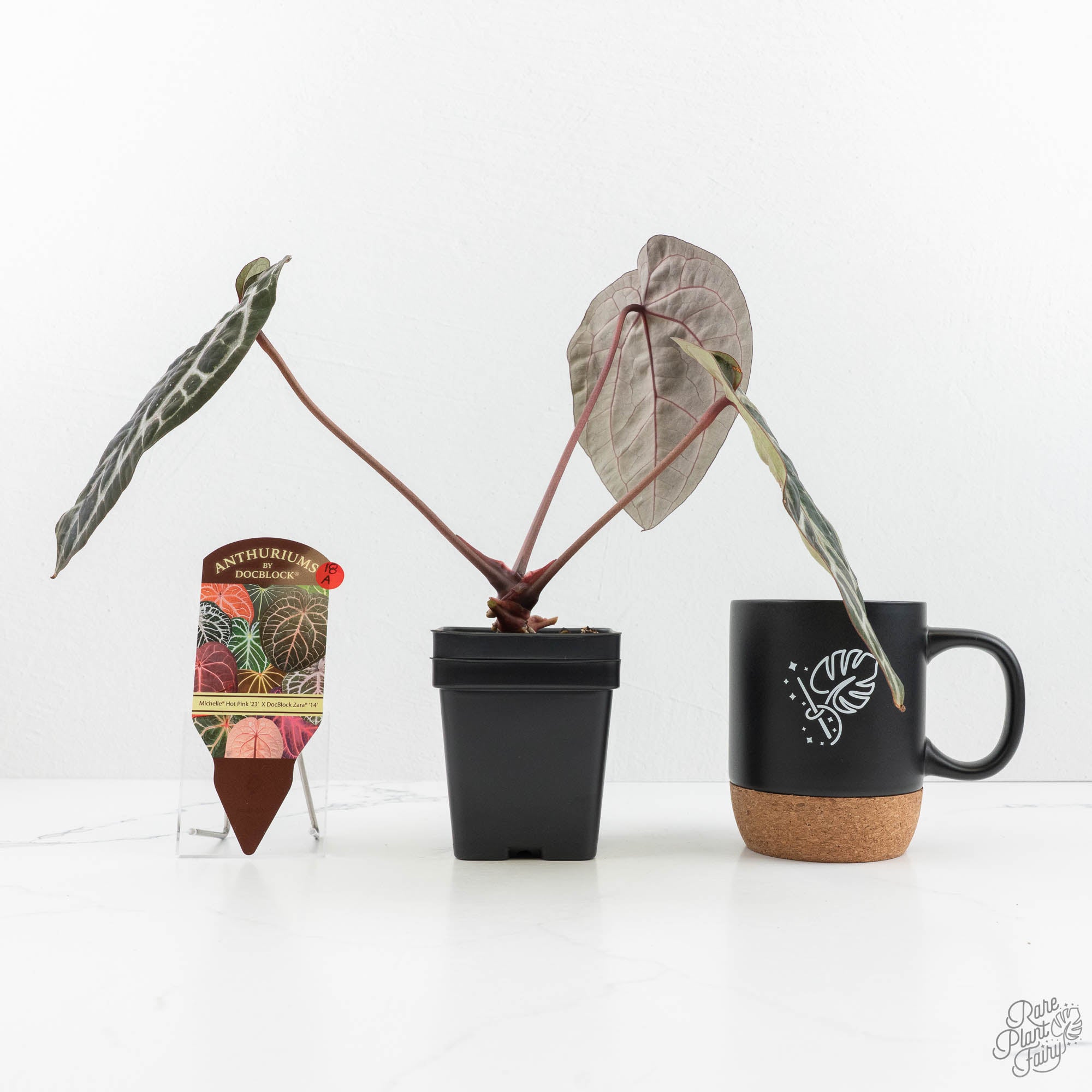 Anthurium Michelle Hot Pink '23' x Zara '14' by DocBlock® (wk18-A