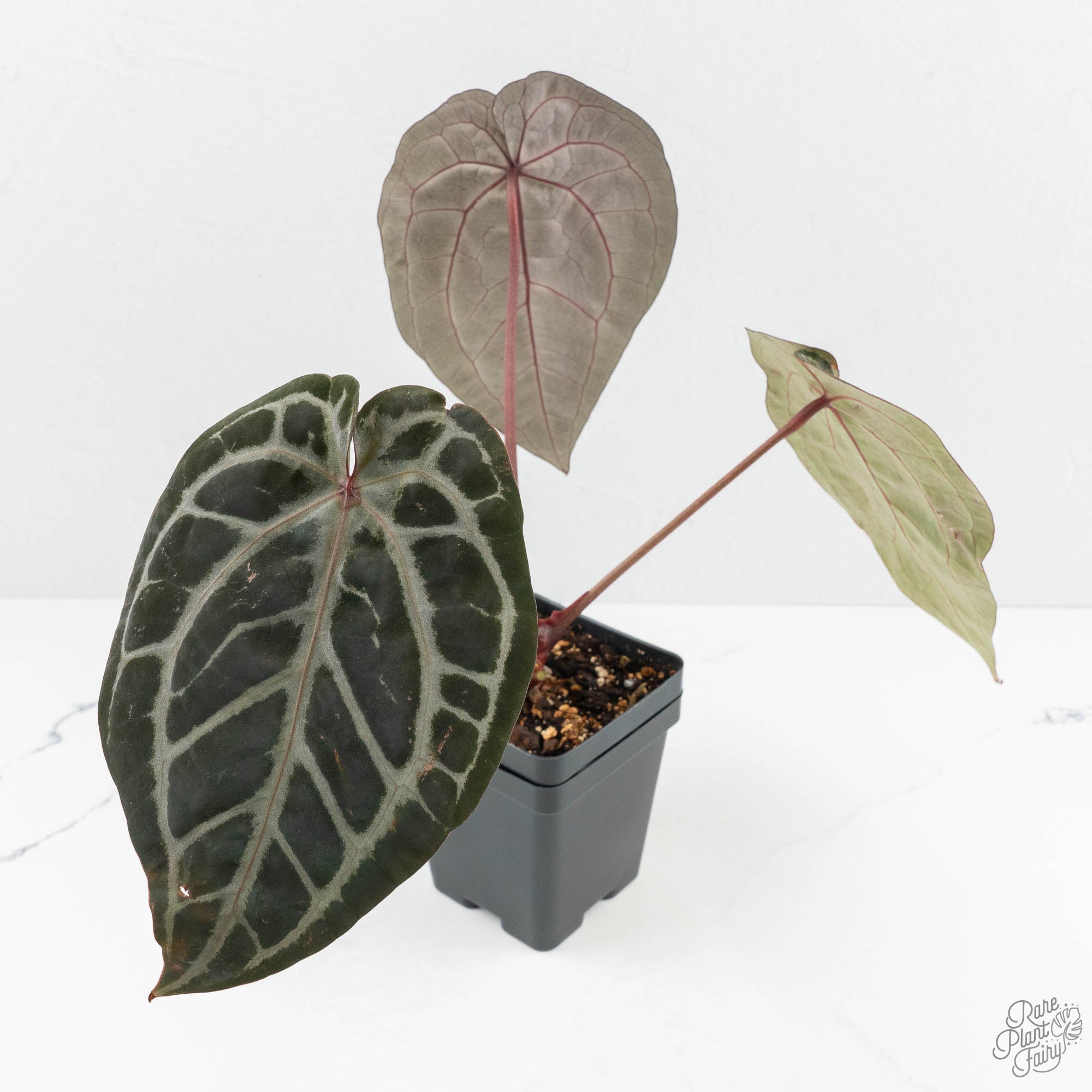 Aphros Queen プラチナシリーズ Anthurium Michelle Hot Pink '23' x Zara '14' by DocBlock® (wk18-A