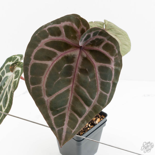 S.S PLANTS　653035 Anthurium Michelle Hot Pink '23' x Zara '14' by DocBlock® (wk18-A