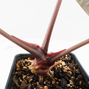 Anthurium Michelle Hot Pink '23' x Zara '14' by DocBlock® (wk18-A)