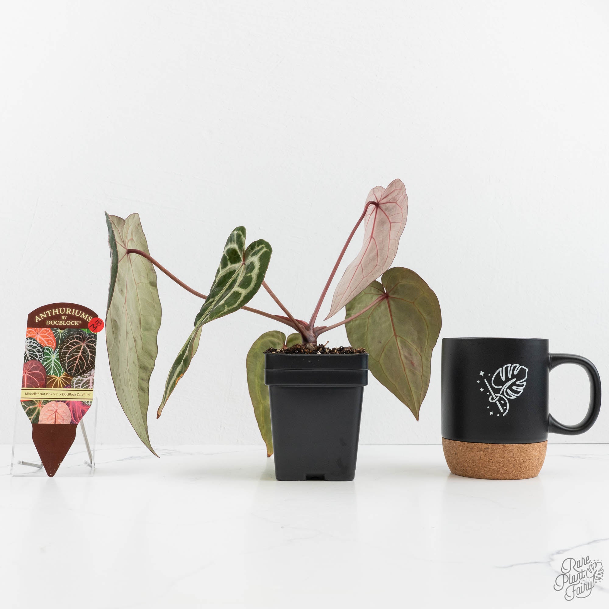 Anthurium Michelle Hot Pink '23' x Zara '14' by DocBlock® (wk18-M