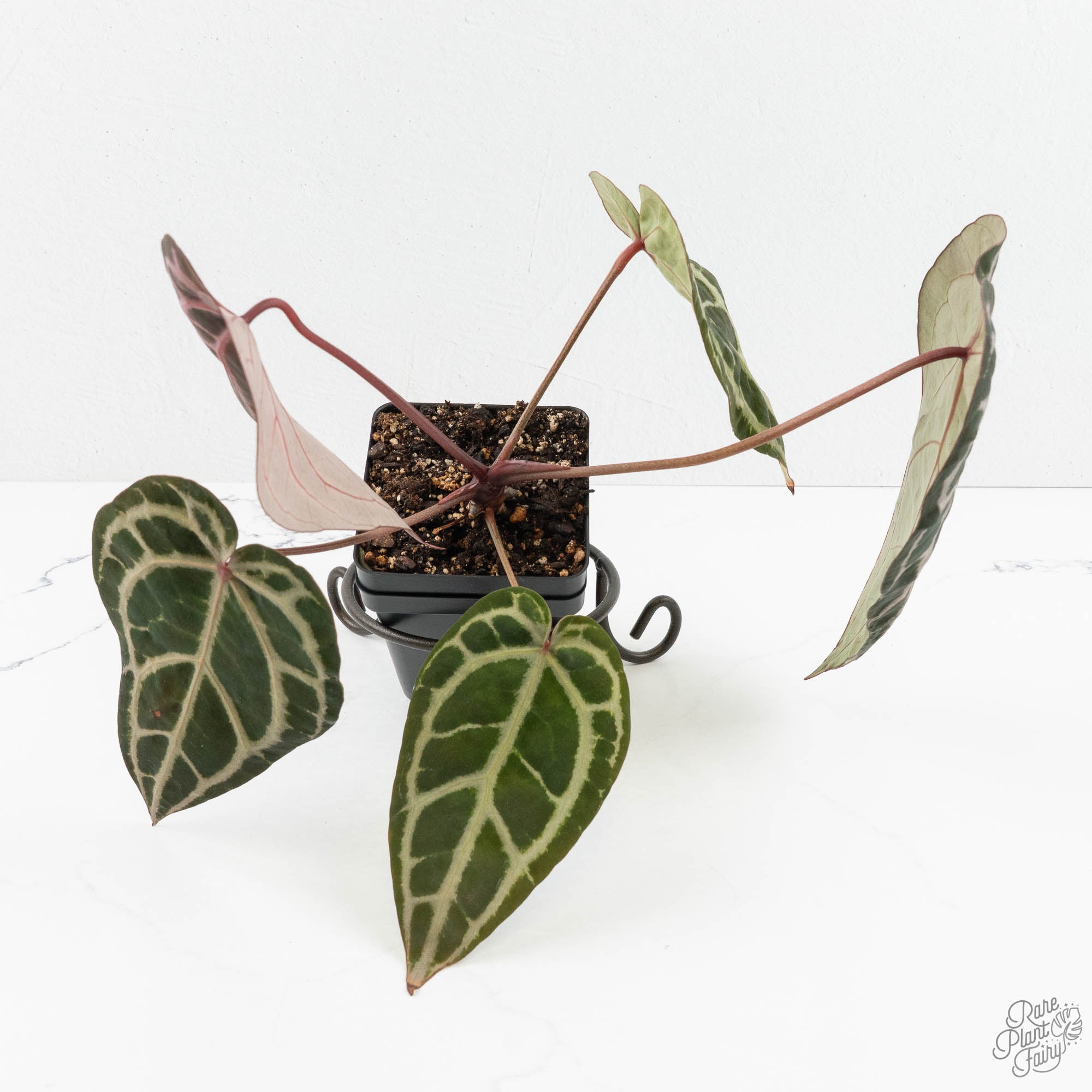 Anthurium Michelle Hot Pink '23' x Zara '14' by DocBlock® (wk18-M