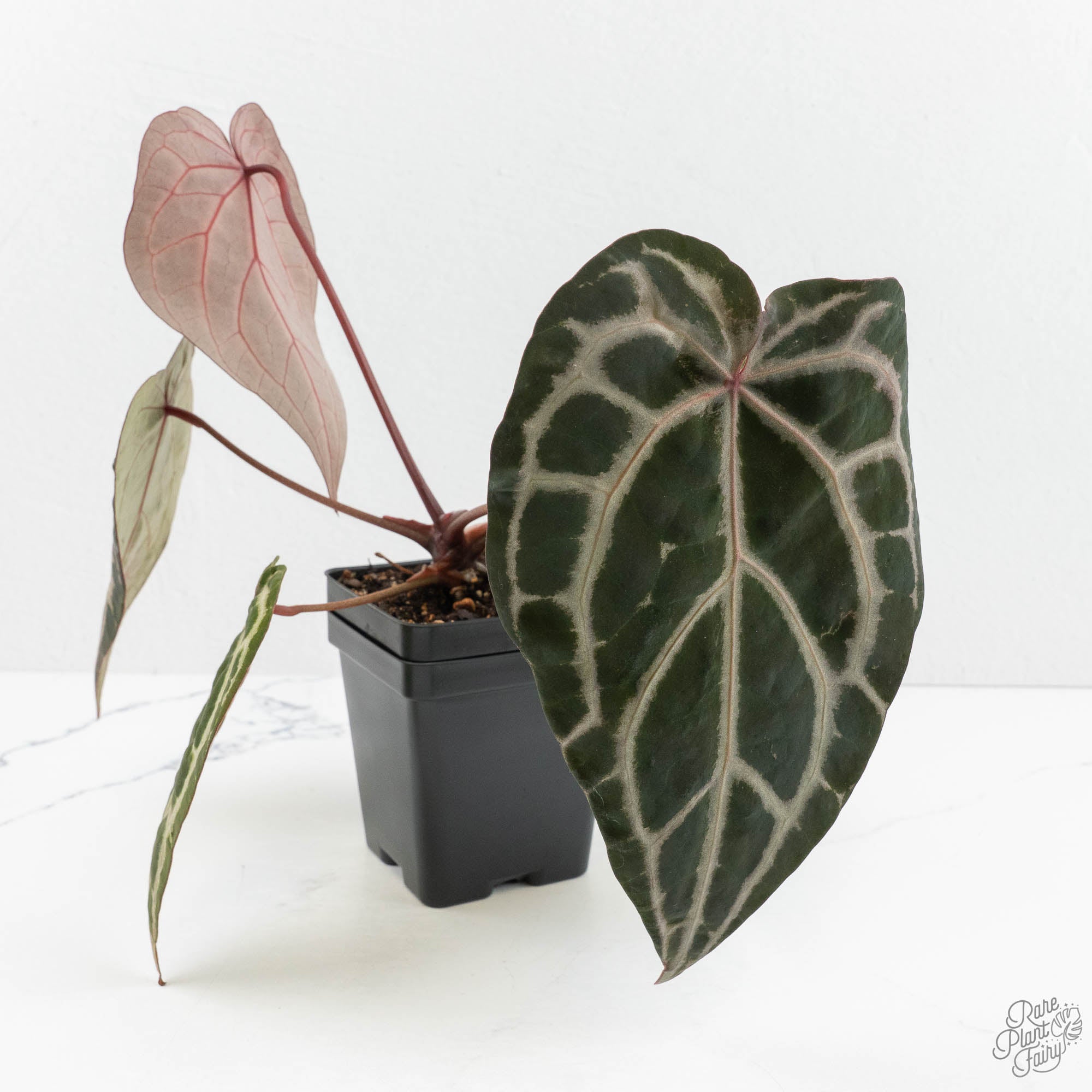 Anthurium Michelle Hot Pink '23' x Zara '14' by DocBlock® (wk18-M