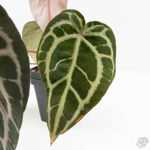 Anthurium Michelle Hot Pink '23' x Zara '14' by DocBlock® (wk18-M)
