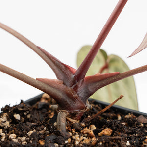 Anthurium Michelle Hot Pink '23' x Zara '14' by DocBlock® (wk18-M)
