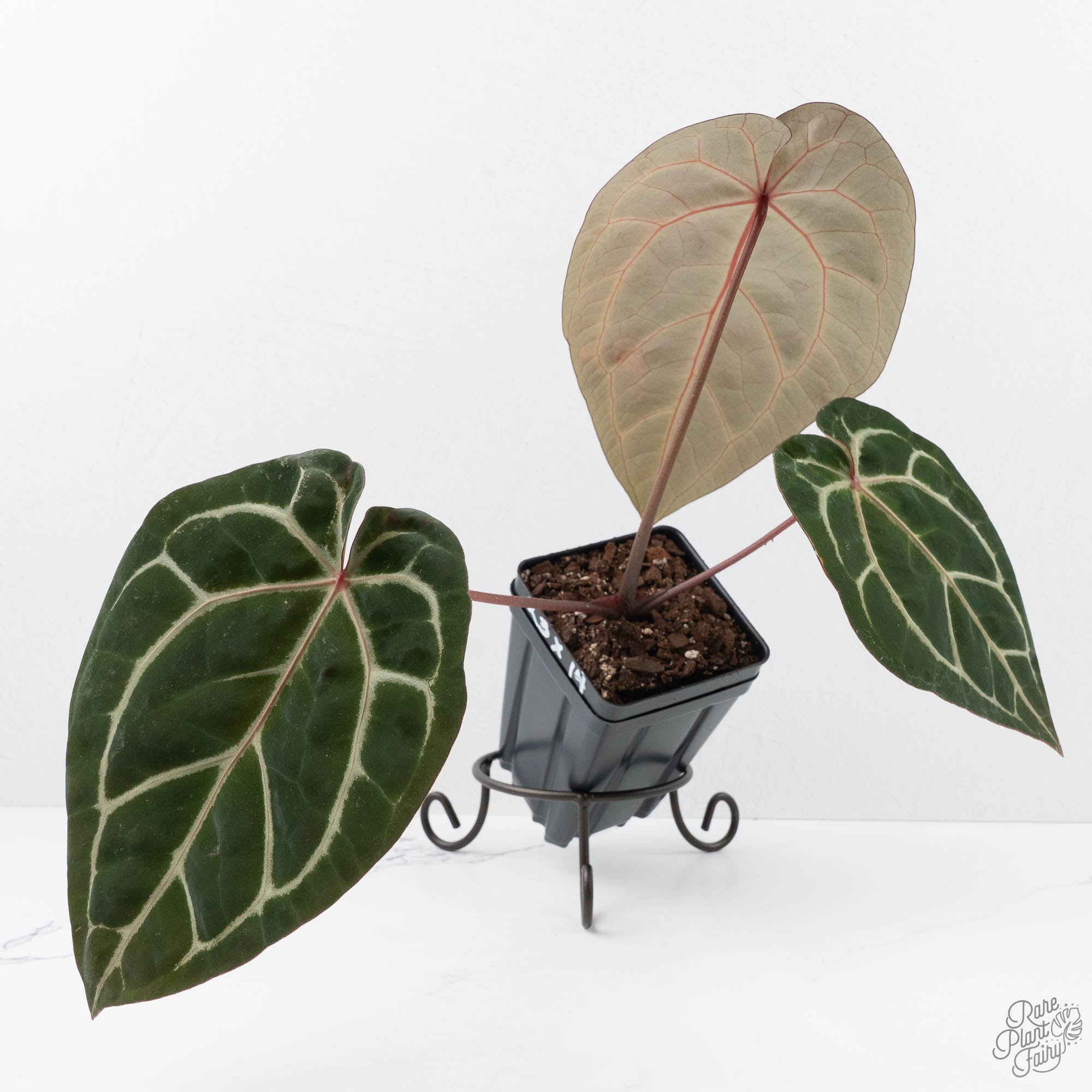 Anthurium Michelle Hot Pink '23' x Zara '14' by DocBlock® (wk20-D