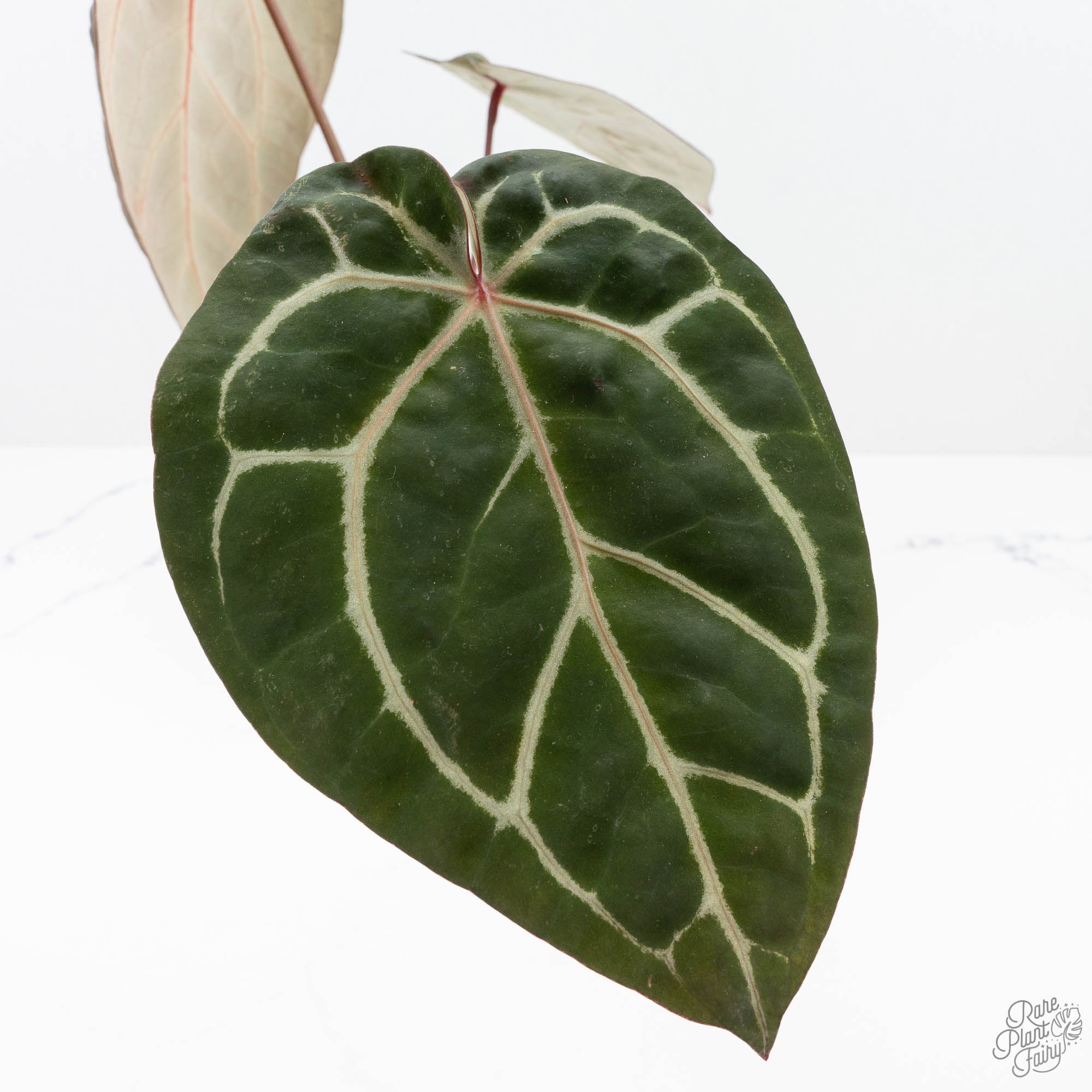 Anthurium Michelle Hot Pink '23' x Zara '14' by DocBlock® (wk20-D