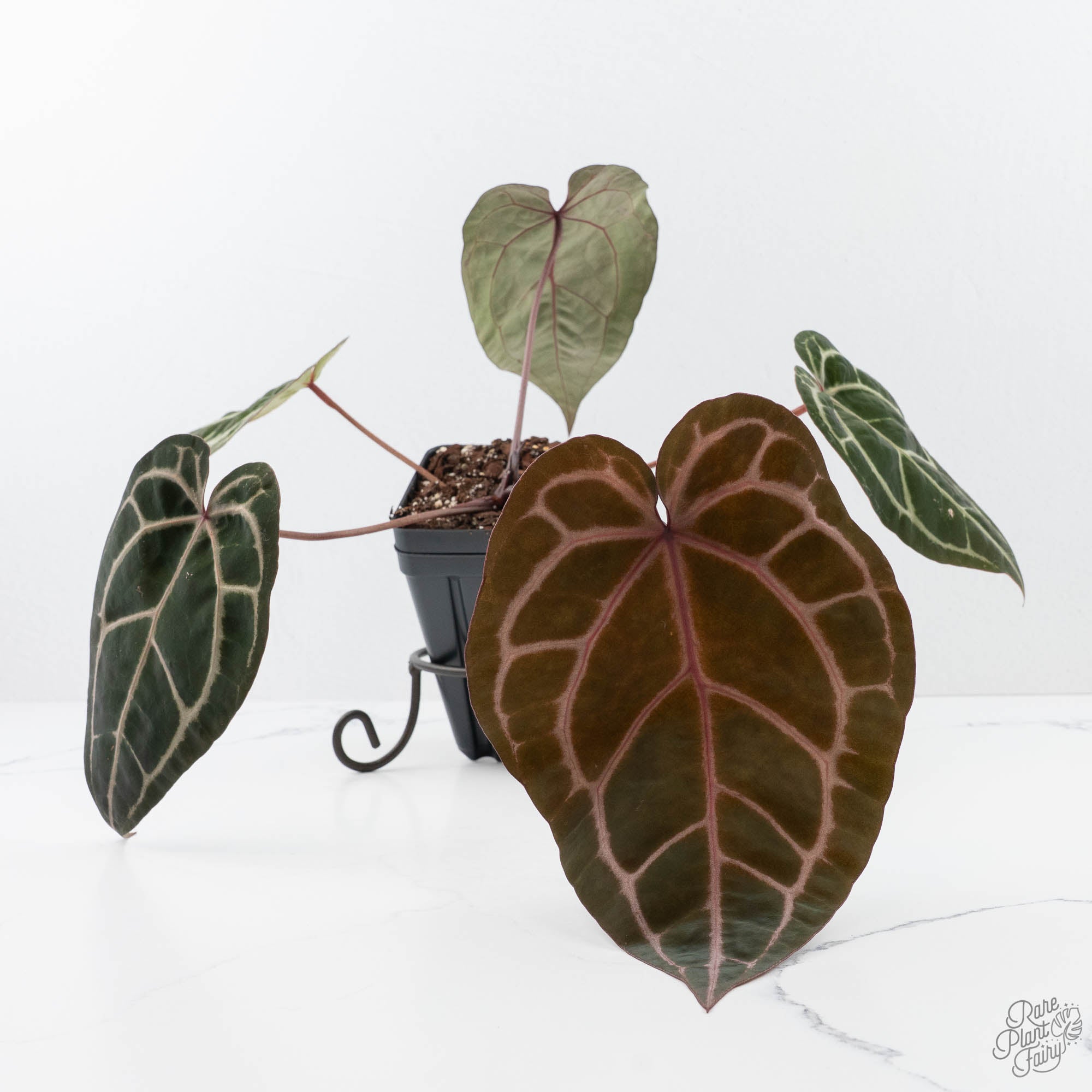 Anthurium Michelle Hot Pink '23' x Zara '14' by DocBlock® (wk21-P