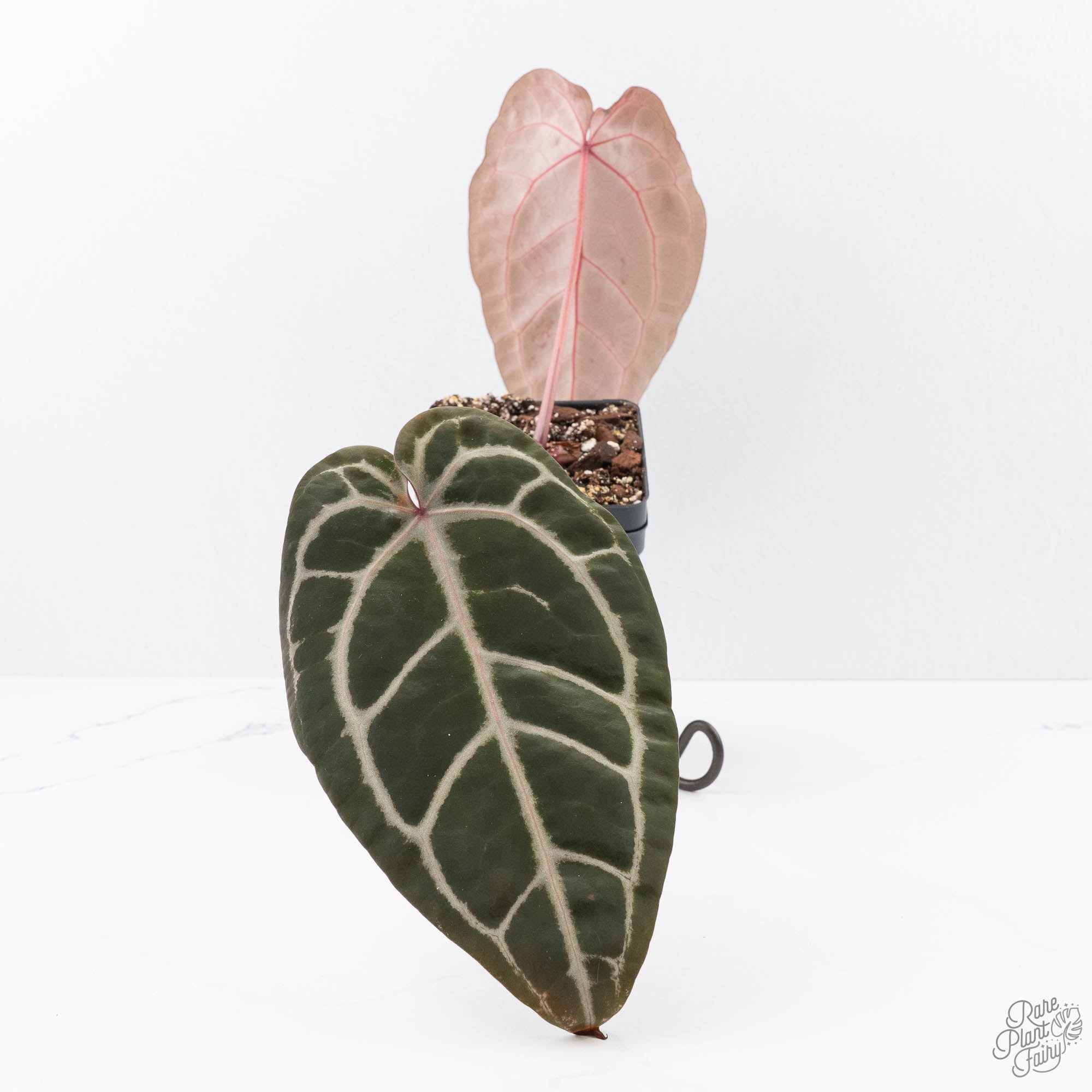 Anthurium Michelle Hot Pink '23' x Zara '14' by DocBlock® (wk21-U