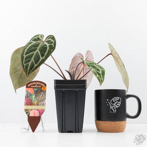Anthurium Michelle Hot Pink '23' x Zara '14' by DocBlock® (wk21-V)