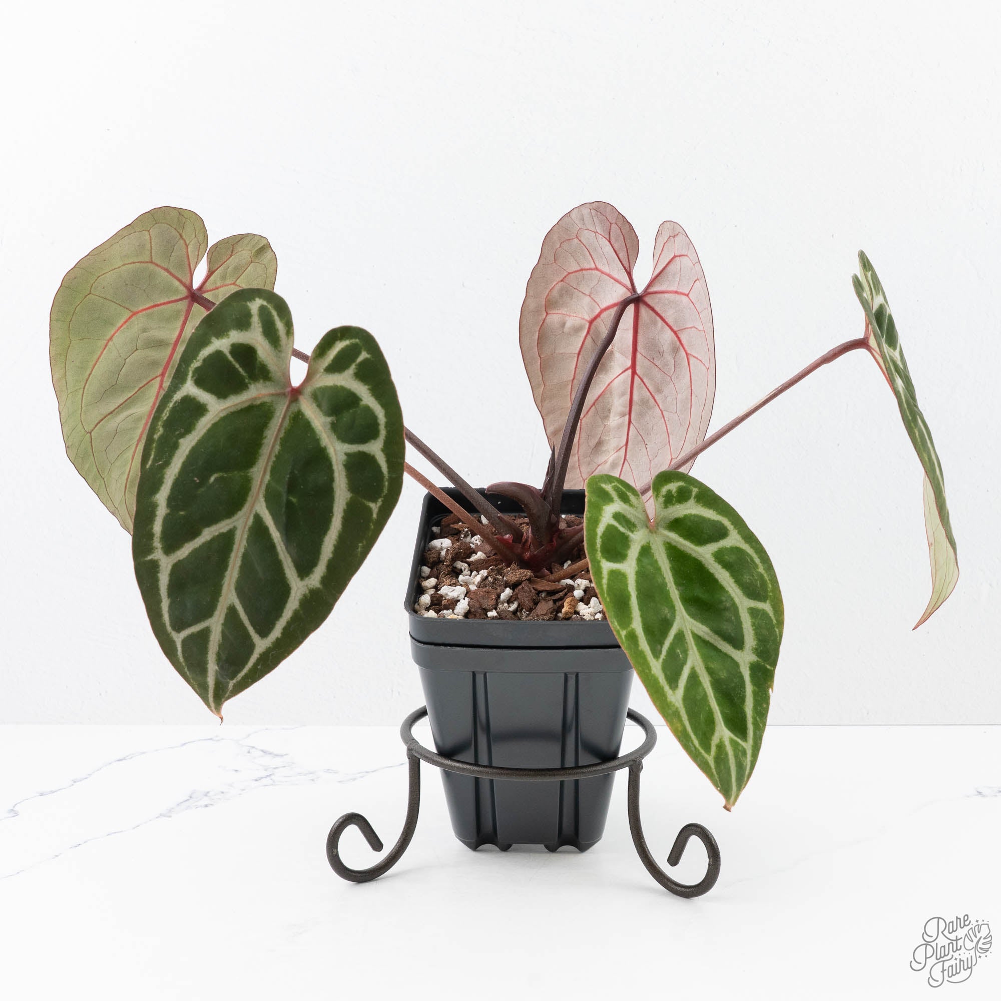 Anthurium Michelle Hot Pink '23' x Zara '14' by DocBlock® (wk21-V