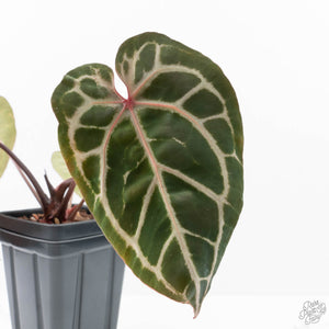 Anthurium Michelle Hot Pink '23' x Zara '14' by DocBlock® (wk21-V)