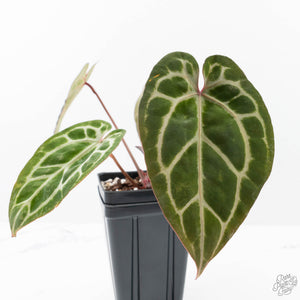 Anthurium Michelle Hot Pink '23' x Zara '14' by DocBlock® (wk21-V)