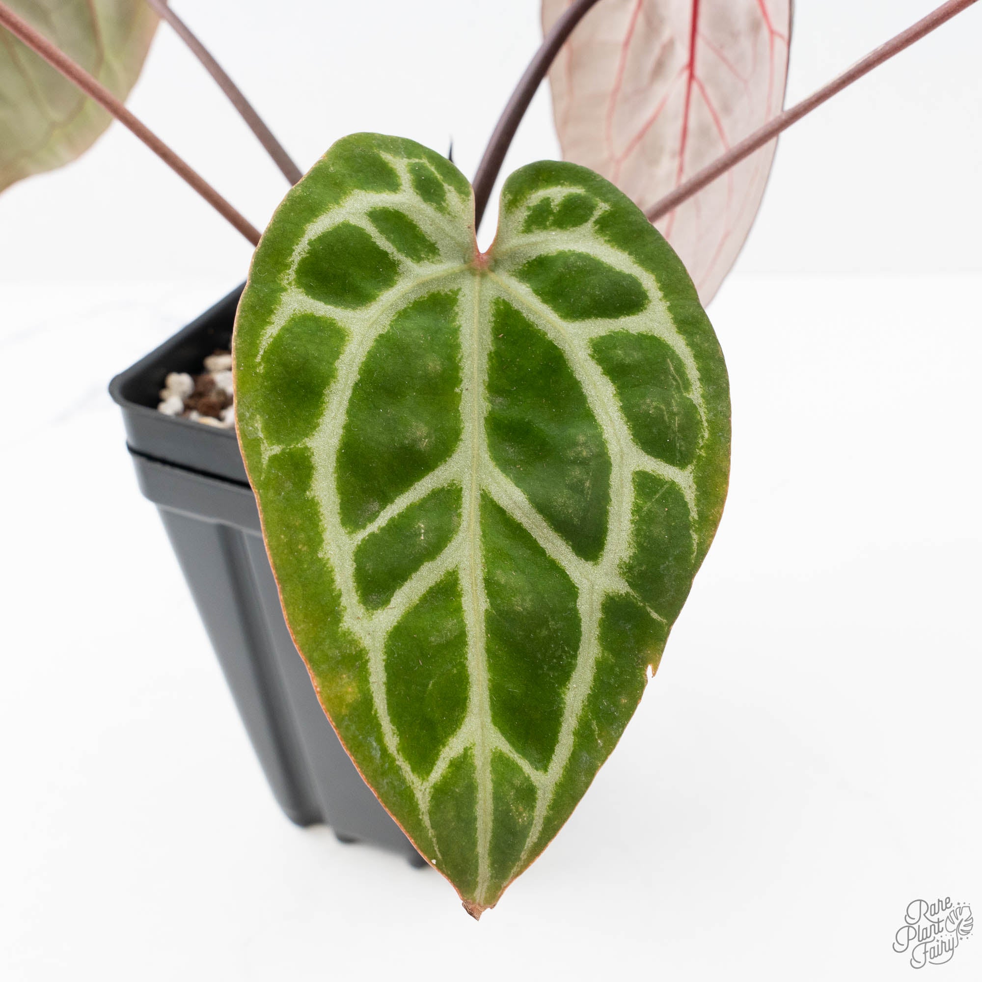 Anthurium Michelle Hot Pink '23' x Zara '14' by DocBlock® (wk21-V
