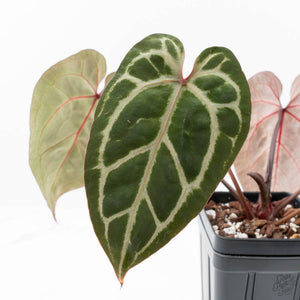 Anthurium Michelle Hot Pink '23' x Zara '14' by DocBlock® (wk21-V)