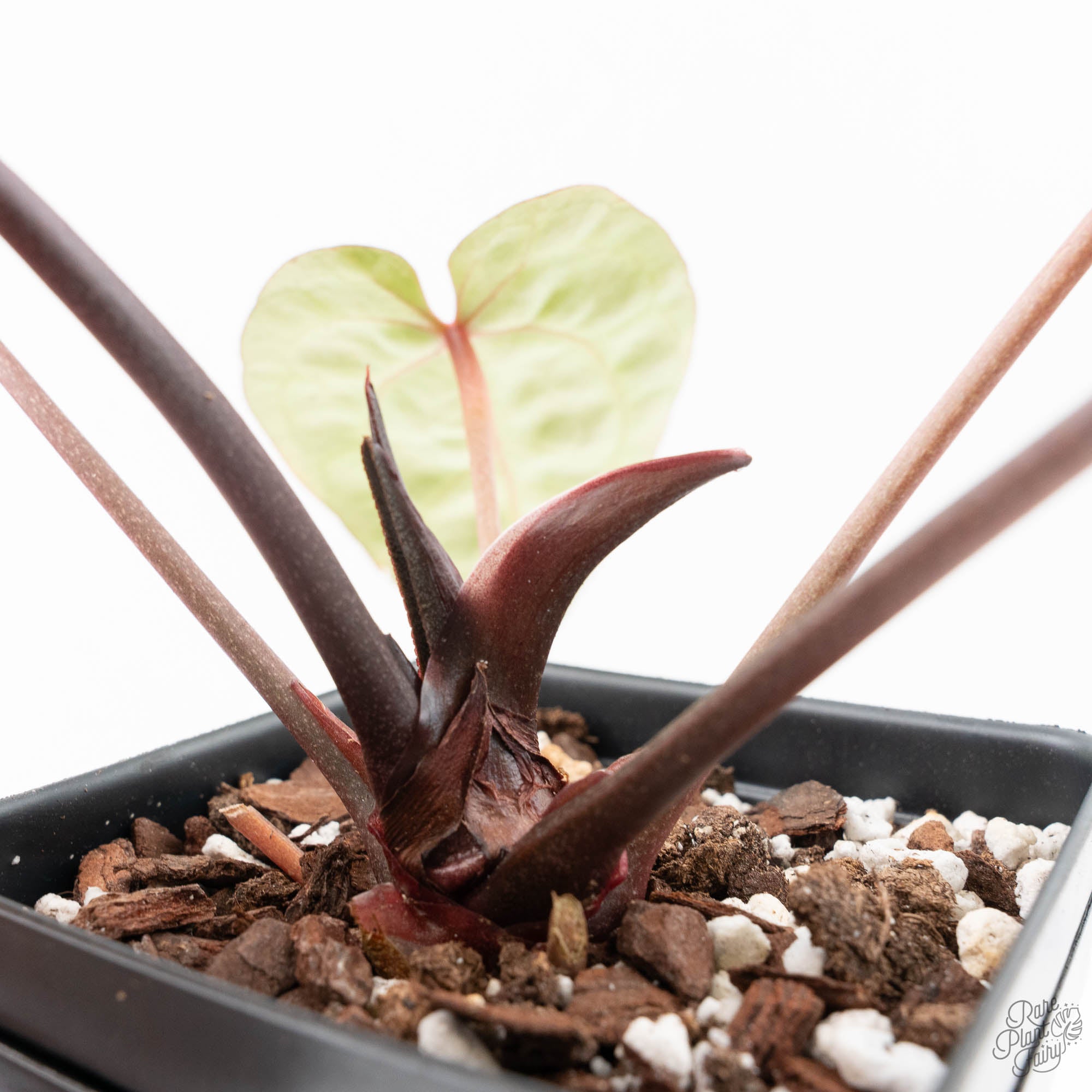 Anthurium Michelle Hot Pink '23' x Zara '14' by DocBlock® (wk21-V