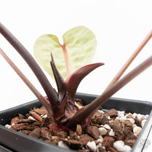 Anthurium Michelle Hot Pink '23' x Zara '14' by DocBlock® (wk21-V)