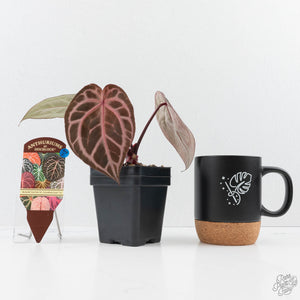 Anthurium Michelle Hot Pink '23' x Zara '14' by DocBlock® (wk23-I)