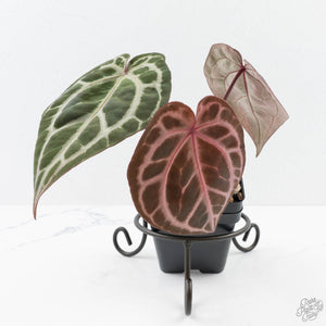 Anthurium Michelle Hot Pink '23' x Zara '14' by DocBlock® (wk23-I)