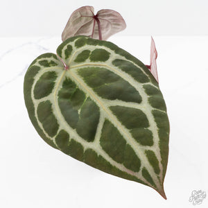 Anthurium Michelle Hot Pink '23' x Zara '14' by DocBlock® (wk23-I)