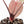 Anthurium Michelle Hot Pink '23' x Zara '14' by DocBlock® (wk23-I)